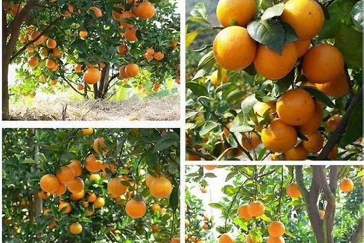 沃柑用什么肥料最好