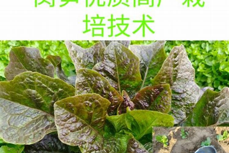 莴笋施用何种肥料可以变得又粗又大
