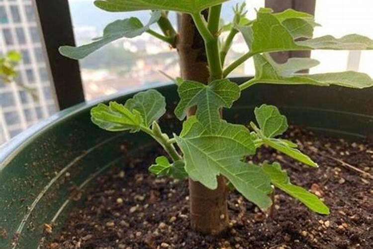 无花果用什么肥料最好