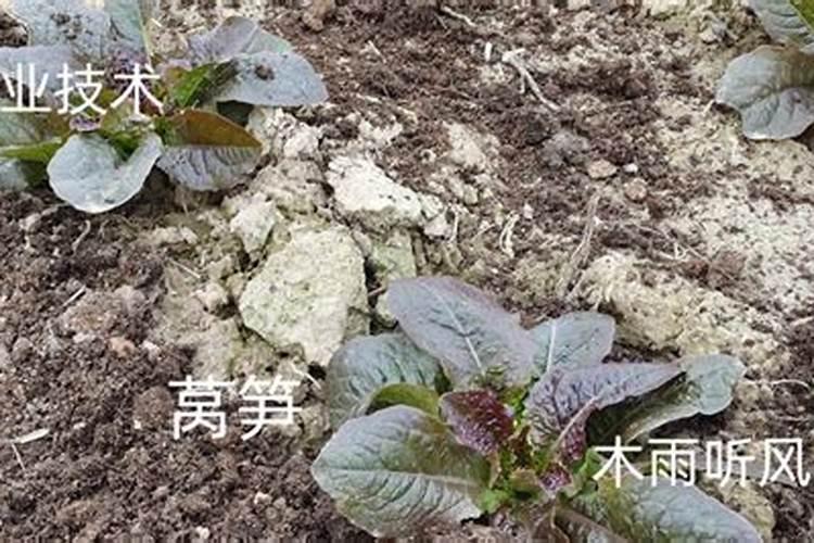 莴笋能用尿素肥吗