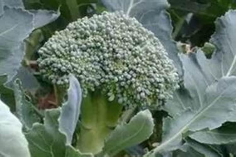 河北有哪些特色农产品值得推荐？