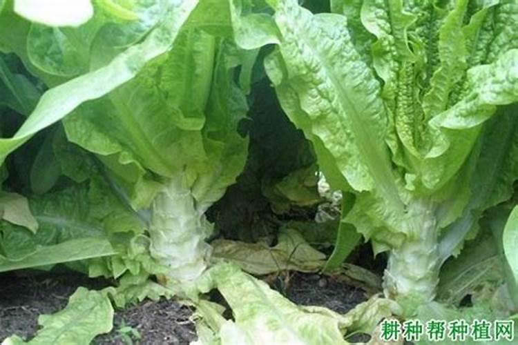 莴笋能用尿素肥吗