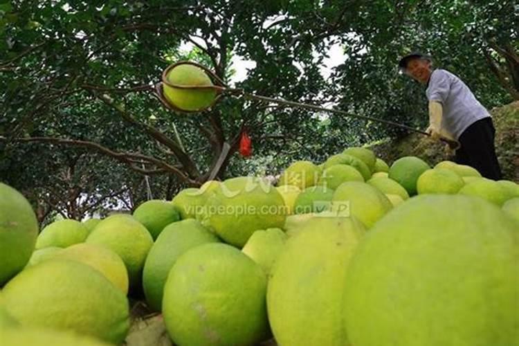 新疆盐湖主要矿产