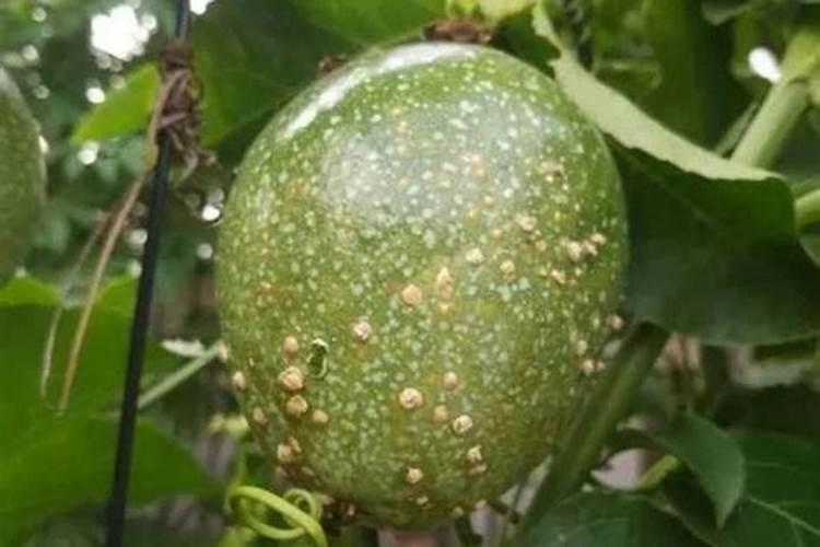 百香果能用磷酸二氢钾喷吗