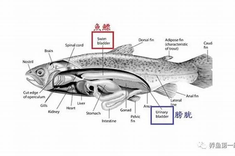 西瓜坐果后如何施肥