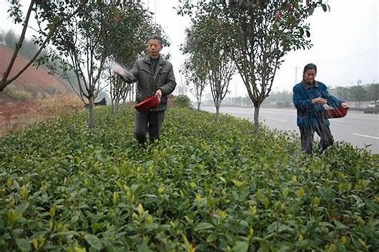 种植地下块茎块根类作物如何增产？地下膨大剂配方哪种效果好!