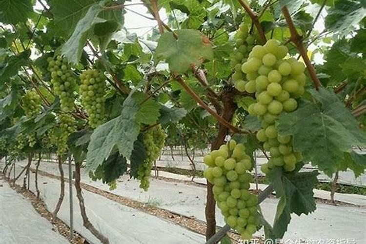 茶树用什么肥料好