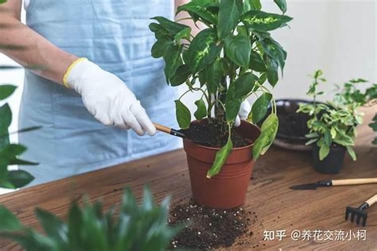 浇灌绿植用什么肥料效果好