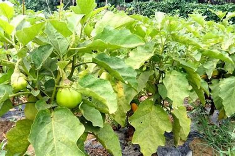 异菌脲效果特点,适用作物,防治对象