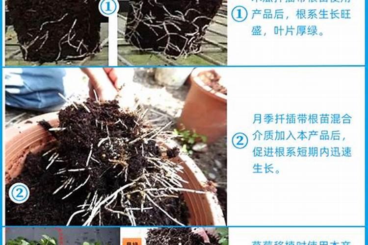 香水月季的养殖方法和注意事项