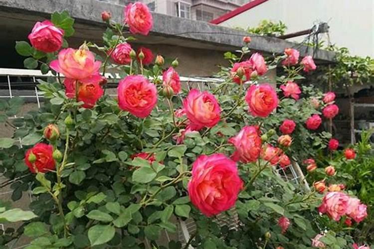 月季全年养护合集(新手种月季推荐)