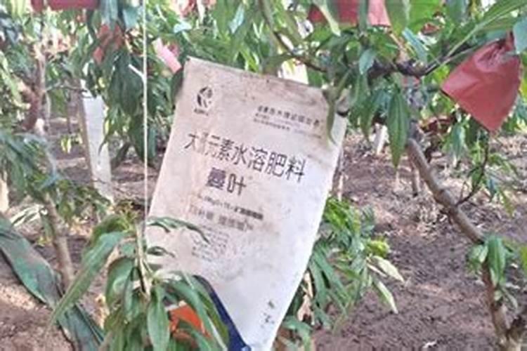 为什么桃树容易出现中微量元素缺乏症？如何克服？