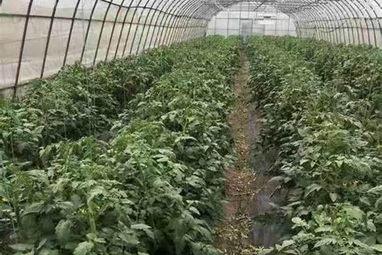 西红柿什么时候浇钙肥