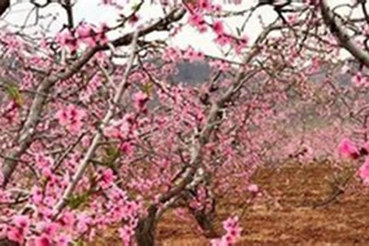 桃花什么时候施肥