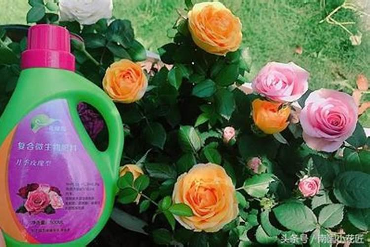 春天月季怎么养护？可以施什么肥料？