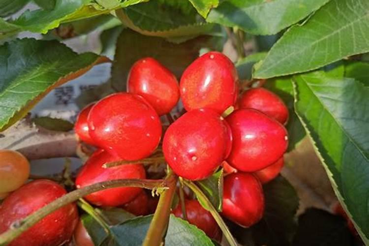 盆栽菜买什么肥料