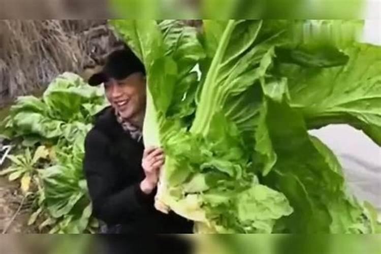 冬天青菜何时浇水施肥