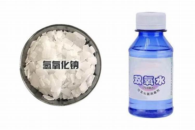 水培罗汉竹注意事项