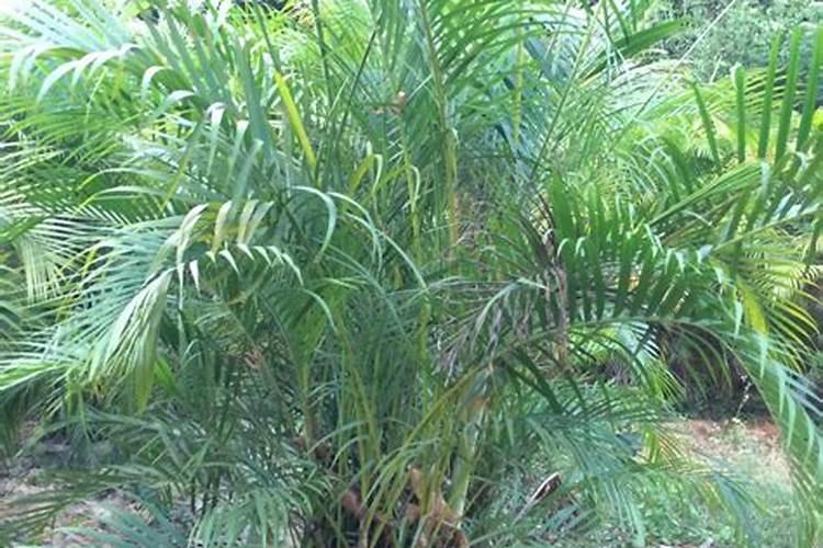 大蒜最爱三种肥料