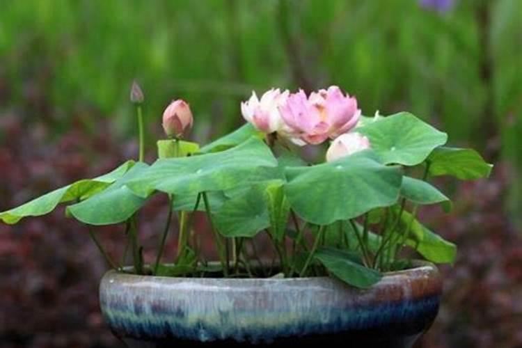 碗莲施肥用什么肥