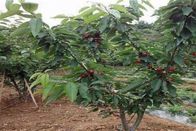 一吨化肥需加入多少芸苔素原料