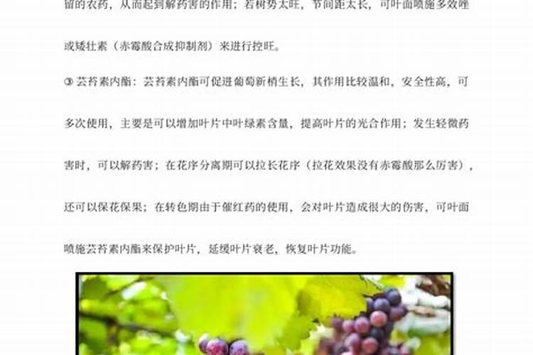 葡萄转色期水肥管理注意事项