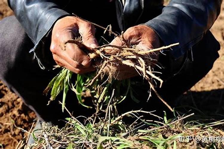 种植柴胡怎么保收又保产？种植柴胡保收又保产的方法是什么？