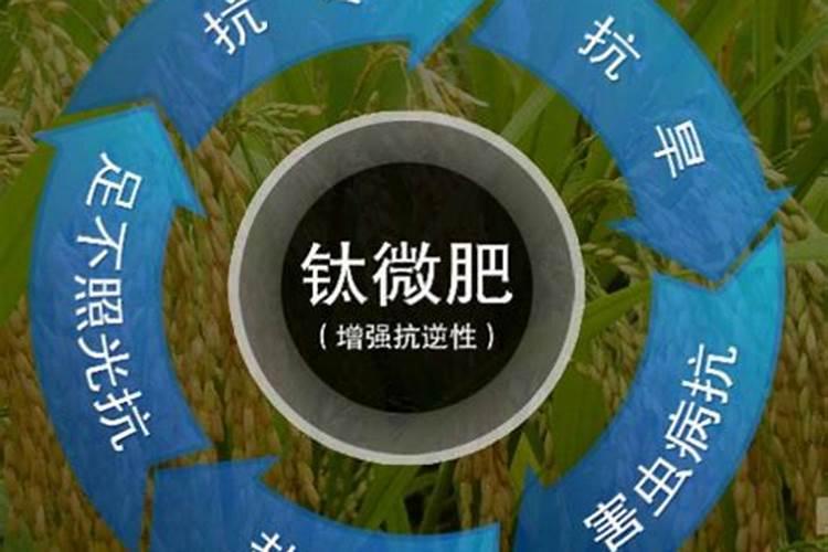 西红柿打什么叶面肥好