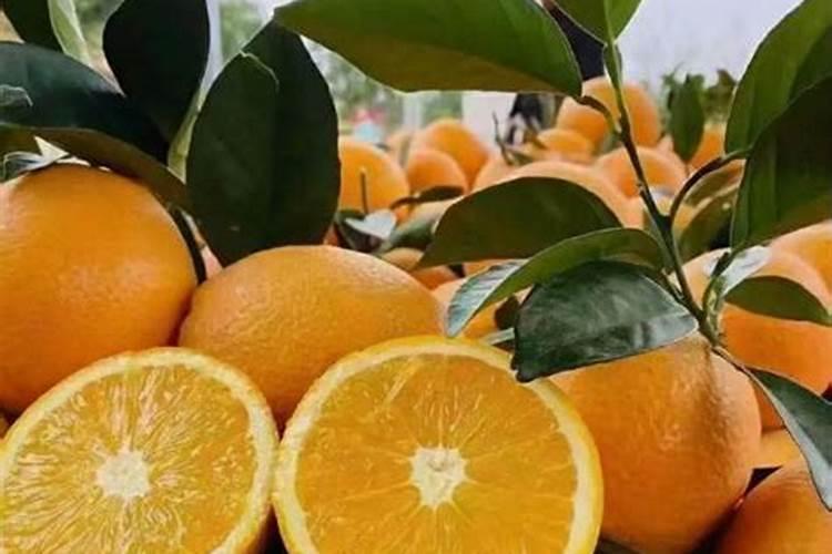 脐橙的施肥要合理,脐橙施肥好处有哪些呢？