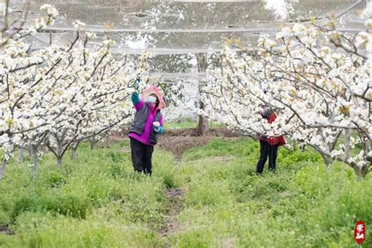 梨树的管理技术。