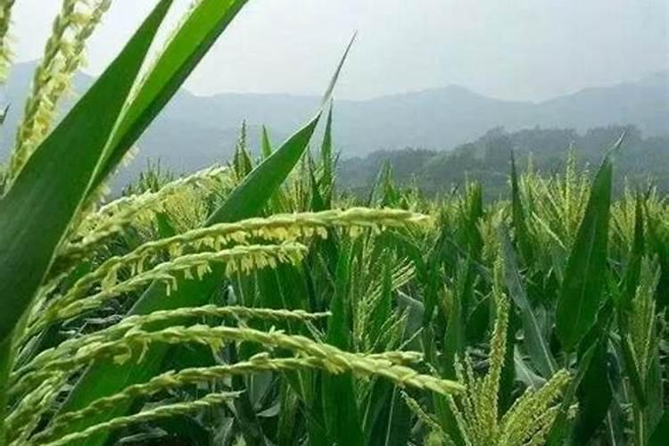 对虾养殖水绿怎么处理