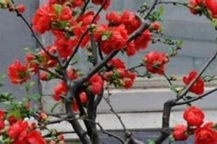 刚买回来的海棠花应该怎么栽培