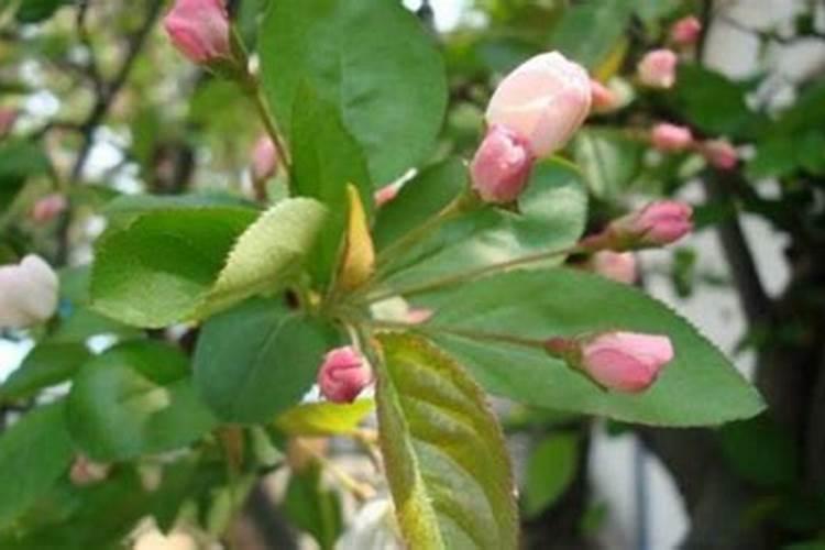 如何种植海棠花