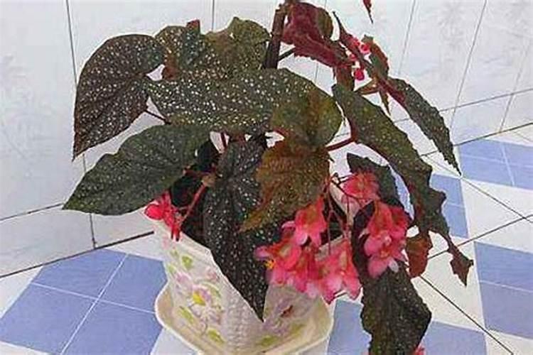 海棠花种在庭院什么位置最好