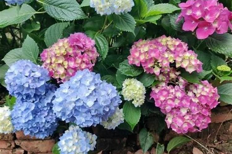 富贵竹水生根后可以栽培土里吗