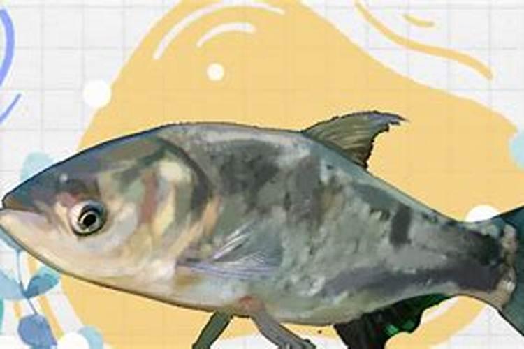 规格250克/尾的花鲢鱼每亩可投放多少尾？