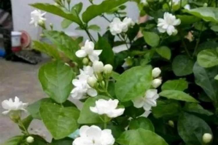 怎么样给桃树施肥