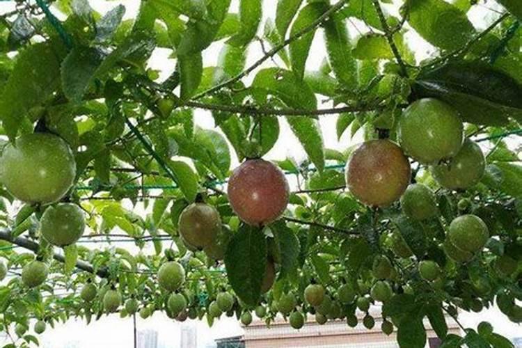 百香果挂果期施什么肥(百香果开花结果了要施什么肥)