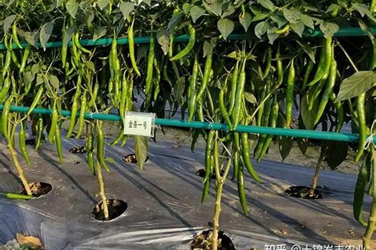 种植辣椒时施肥不当,会造成哪些后果？