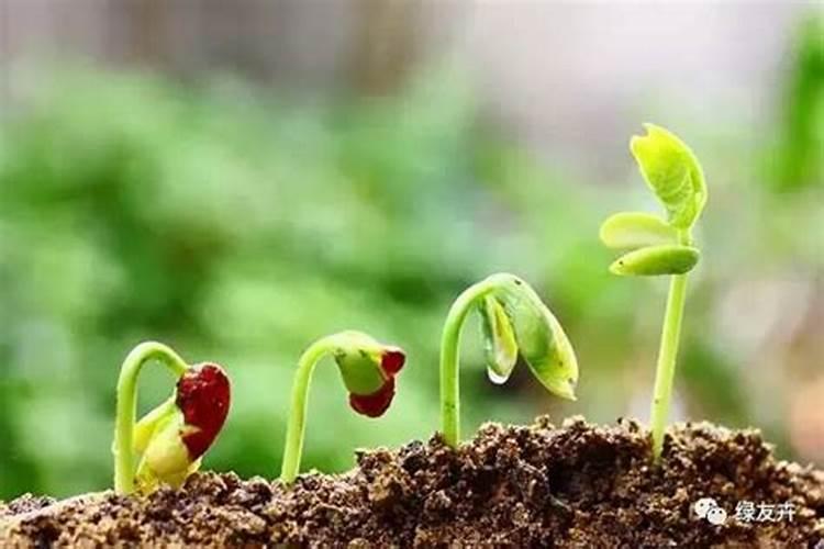 柿子树新芽叶往下垂原因