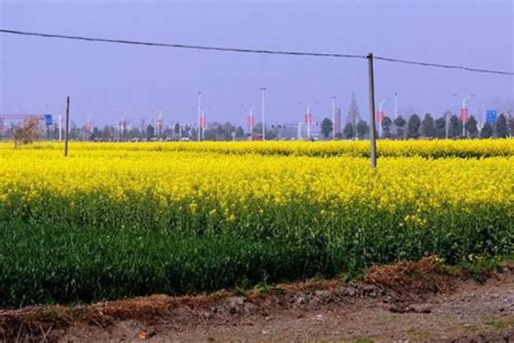 大蒜返青期该怎么施肥