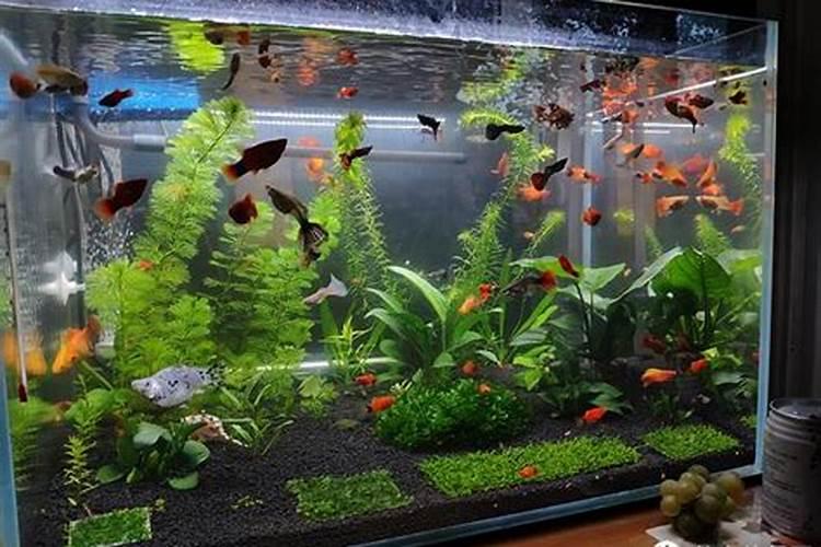 磷酸二氢钾哪个品牌好