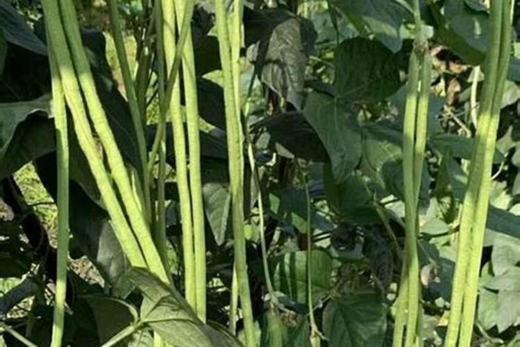 豆角打什么药变直变长