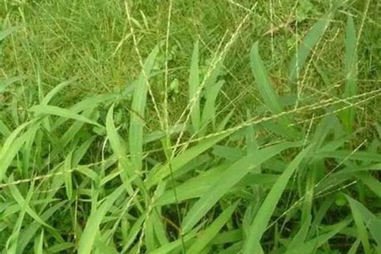 打完除草剂多久可以打肥？