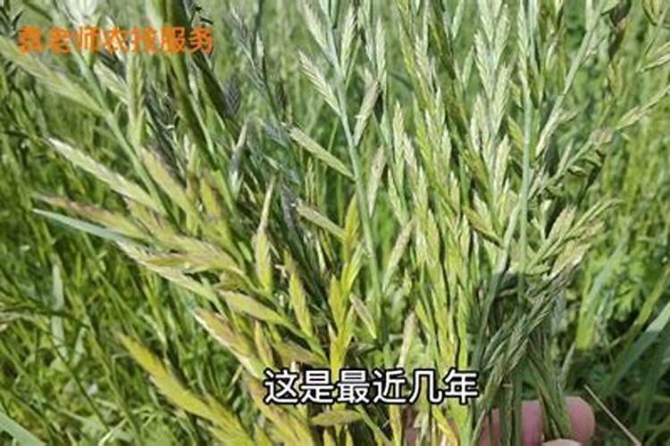 直播田喷施选择性除草剂以后几天可以喷施叶面肥