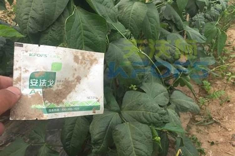 磷酸二氢钾适合哪些花