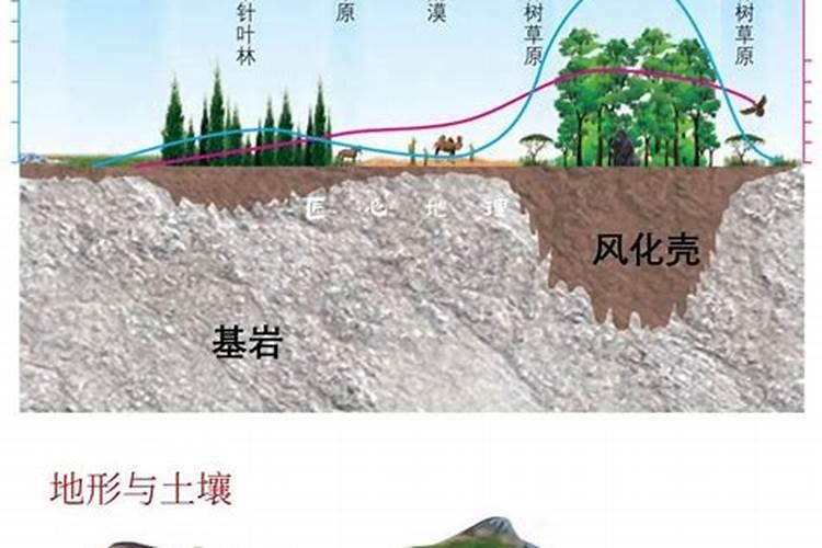 大棚种植芹菜的时候,水肥该怎么管理呢？