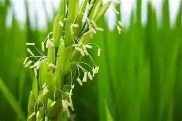 水稻钾肥什么时候施