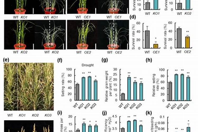 水稻钾肥的正确使用方法