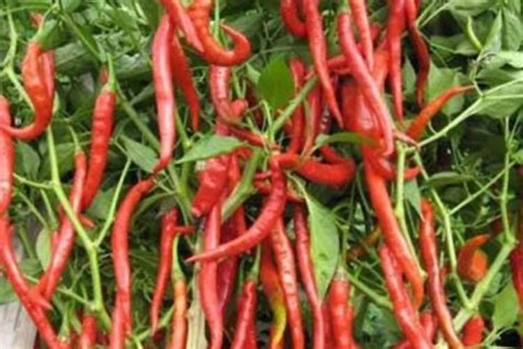 辣椒种植用什么肥料最好